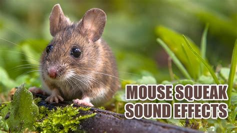 Mouse Sounds 🐁 Mouse Squeaking Sound Effects - YouTube