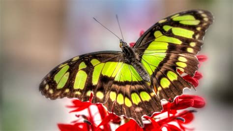 Colorful Butterfly HD Wallpapers | Real & Artistic