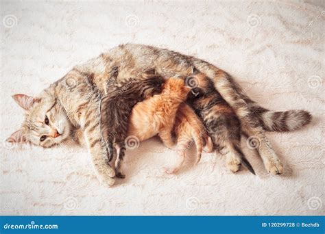 Mother Cat Nursing Baby Kittens Stock Photo - Image of female ...