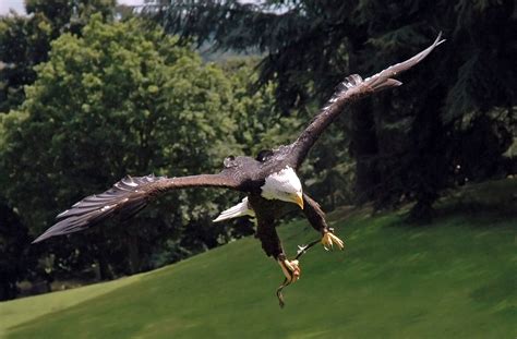 File:Bald eagle warwick2.jpg - Wikimedia Commons