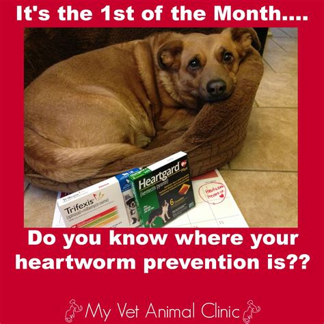 Reminder post/tweet for heartworm prevention! | Heartworm prevention ...