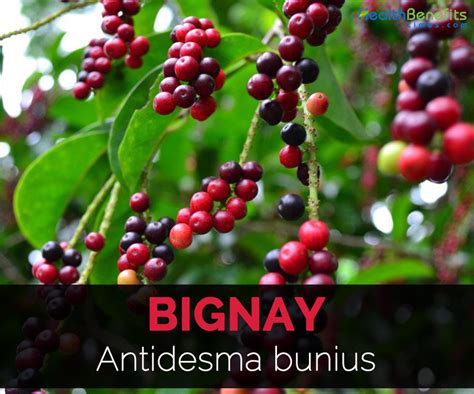 Bignay Facts and Health Benefits