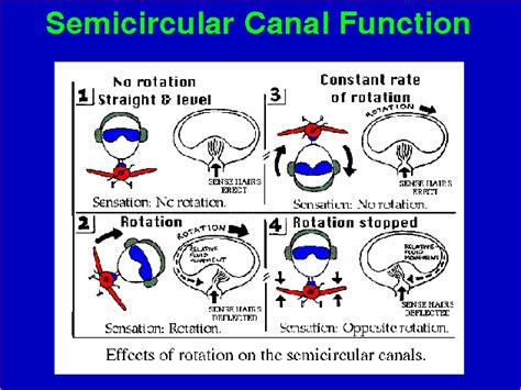 Semicircular Canal Function