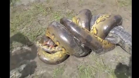 Alligator vs Anaconda - YouTube