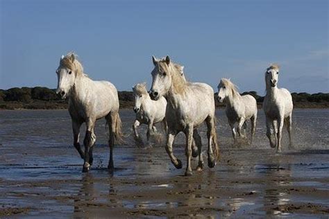 Camargue, France: travel, tourism and attractions in Camargue Natural Park