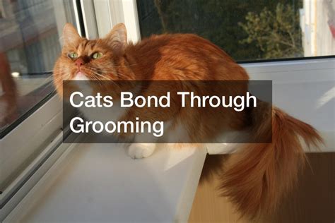 X Reasons Cat Grooming is Important - How Old Is the Internet