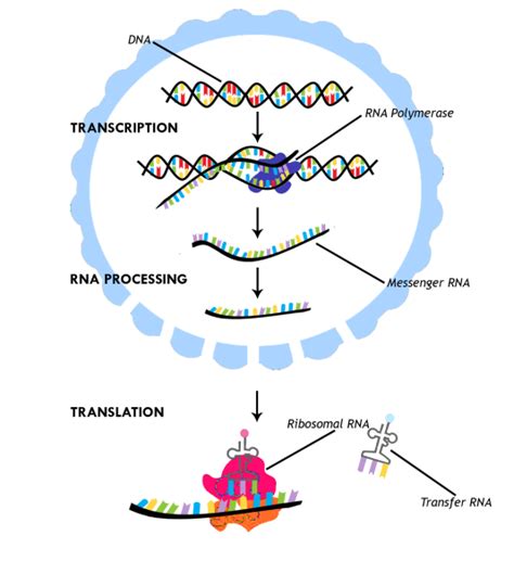 Diagram Of Protein Synthesis â Ready To Learn Biology Here We Go! | Best Diagram Collection