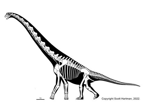 Sauropod Gallery Overhauled!Dr. Scott Hartman's Skeletal Drawing.com