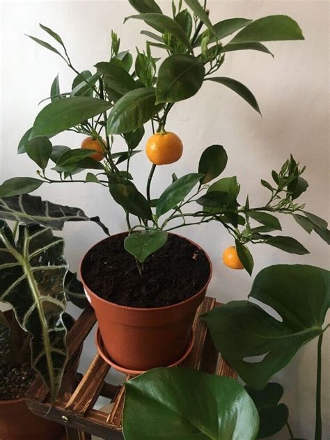 Indoor orange tree | in Spennymoor, County Durham | Gumtree