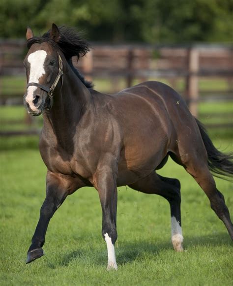 Stud - Stallions - Jeremy - Irish National Stud | Thoroughbred horse, American quarter horse ...