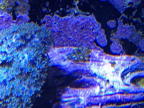 Is this green bubble algae? | REEF2REEF Saltwater and Reef Aquarium Forum