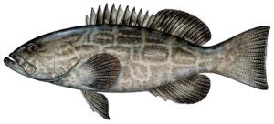 Black Grouper – Gulf of Mexico Fishery Management Council