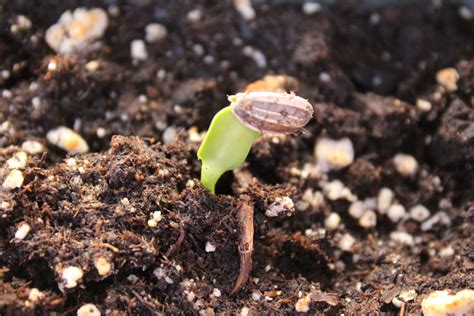 How to Grow Sunflowers for Seeds