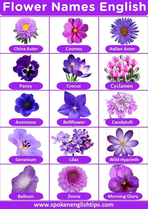 10 purple flowers names with pictures flower names – Artofit