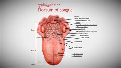 Dorsum of tongue - Buy Royalty Free 3D model by CGTOMY [1c0aec3 ...