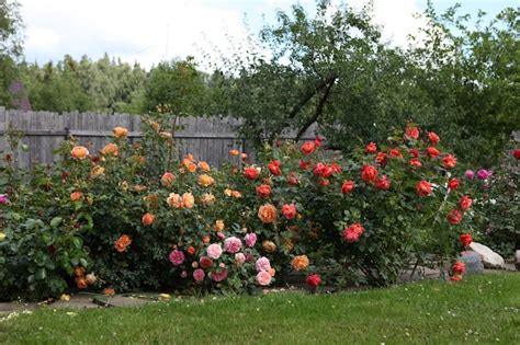 Premium Photo | A large bush of garden roses in the park.