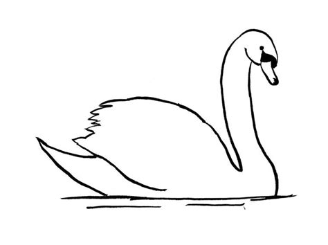 Swan Drawing Step by Step | Swan drawing, Bird drawings, Swan painting