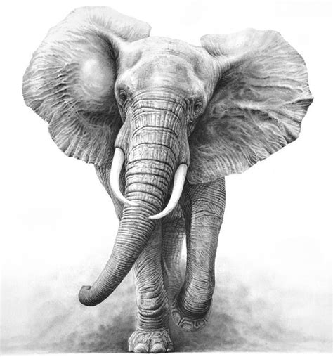 Image result for african elephants drawing | Pinturas de elefantes, Dibujo de elefante, Dibujos ...