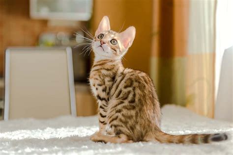 How Much Does a Bengal Cat Cost? Kitten Prices & Expenses