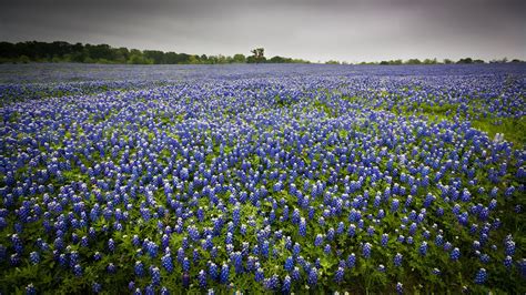 Bluebonnets in Texas 2025 - Rove.me