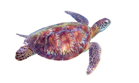 Sea Turtle On White Background Marine Tortoise Isolated Green Turtle Photo Clipart Stock Photo ...