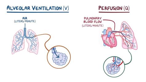 Hajléktalan Az igazat megvallva Kényszerű ventilation perfusion ...