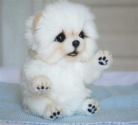 perritos bebes - Búsqueda de Google | Cute baby dogs, Cute animals ...