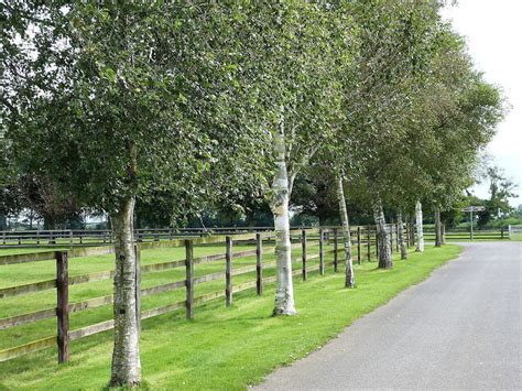 Betula pendula – Caragh Nurseries