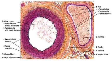 11 best Circulatory System images on Pinterest | Circulatory system, 3d anatomy and Anatomy