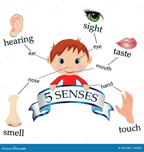 The Five Senses Clipart