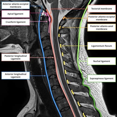 Cervical Vertebrae Anatomy Ligaments