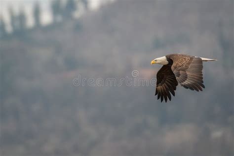 Majestic Bald Eagle in Its Natural Habitat Soaring in the Sky Above an ...