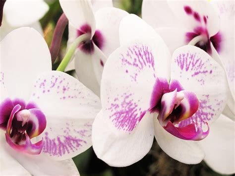 Pink and White Orchids Photograph by Jessica Buckler | Fine Art America