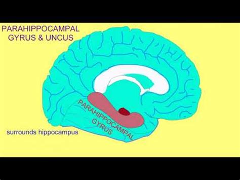 Uncus: structure and functions of this part of the brain - psychology - 2024