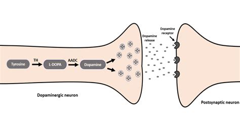 Dopamine Synthesis Pathway