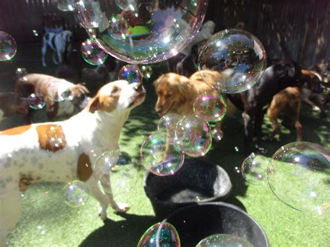 Wholesale Dog Bubbles | Bubbles For Dogs | Bubbletasticdogbubbles ...