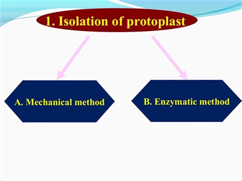 Protoplast isolation and fusion