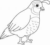 Quail Animal Coloring Page For Kids 10002448 Vector Art At Vecteezy sketch template