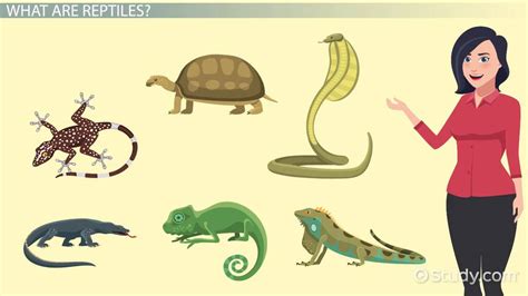 Reptiles Lesson for Kids: Definition, Characteristics & Facts - Lesson | Study.com