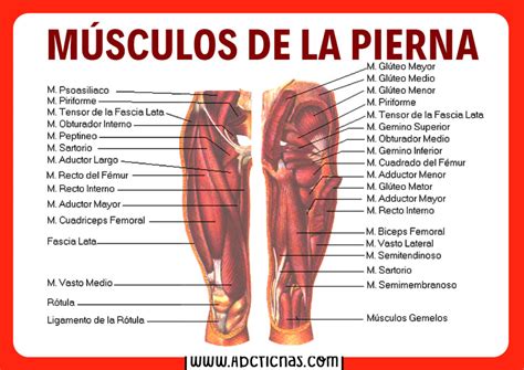 Anatomía de Los Músculos de las Piernas | Sistema Muscular