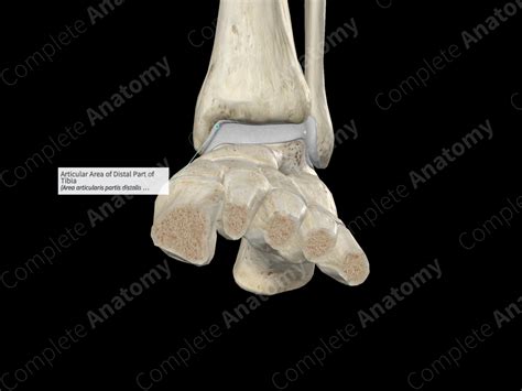 Articular Area of Distal Part of Tibia | Complete Anatomy