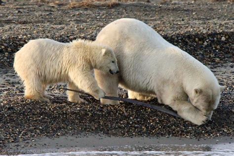 Do Polar Bears Live In Alaska: Unveiling The Truth – Ocean Action Hub