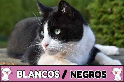 1000 Nombres para gatos Blancos y Negros (2024)