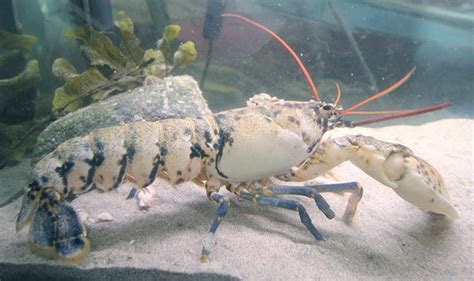 Fisherman Catches Rare 1-In-100-Million Albino Lobster – TVovermind