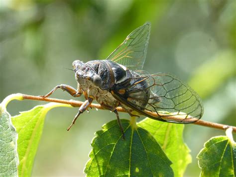 Insect wings teach us about the super repellent state - NTNU TekNat