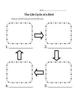 Bird Life Cycle by Heather Halseth | Teachers Pay Teachers