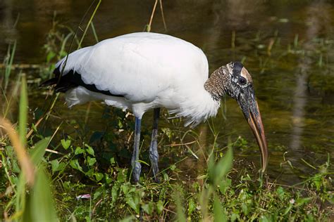 Birds of the Florida Everglades - Owlcation