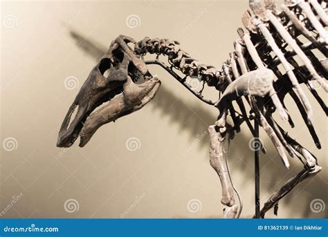 Dinosaur skeleton editorial stock image. Image of chicago - 81362139