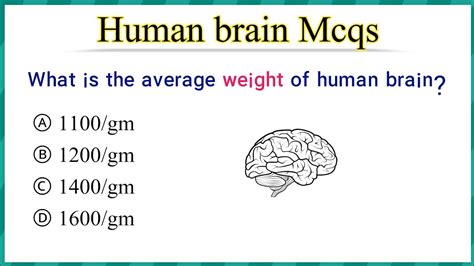 human brain Mcq | brain mcqs | biology mcqs for competitive exam - YouTube