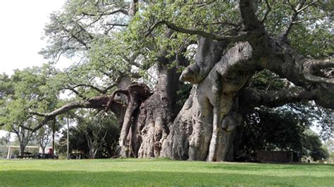 9 Oldest Trees in Africa, Some Over 2,000-Years-Old, Now Dead | Ancient ...